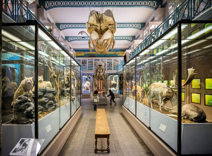 Galerie des animaux et squelette au Musée d'Histoire Naturelle de Lille, sortie culturelle pour enfants.
