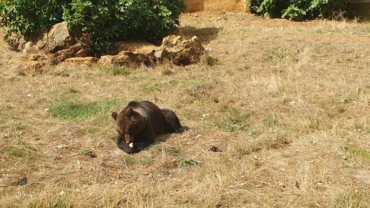 ours sur le site du regourdou en dordogne